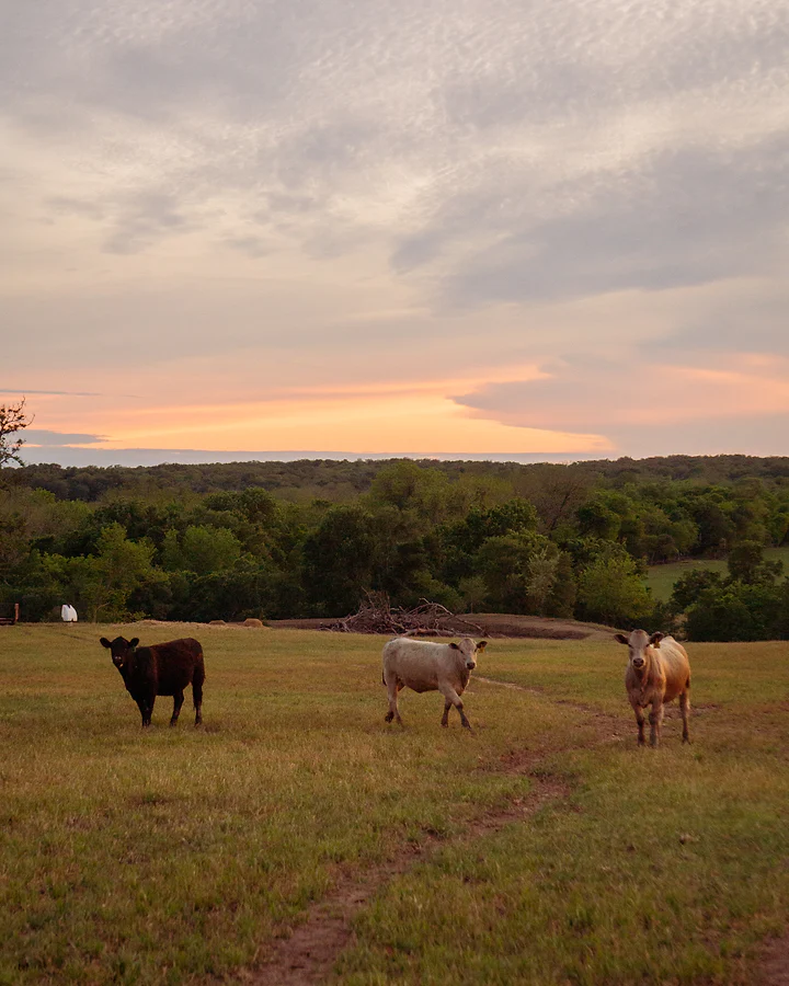 Cattle grazing across a wide Central Texas field under a soft pink sky.
