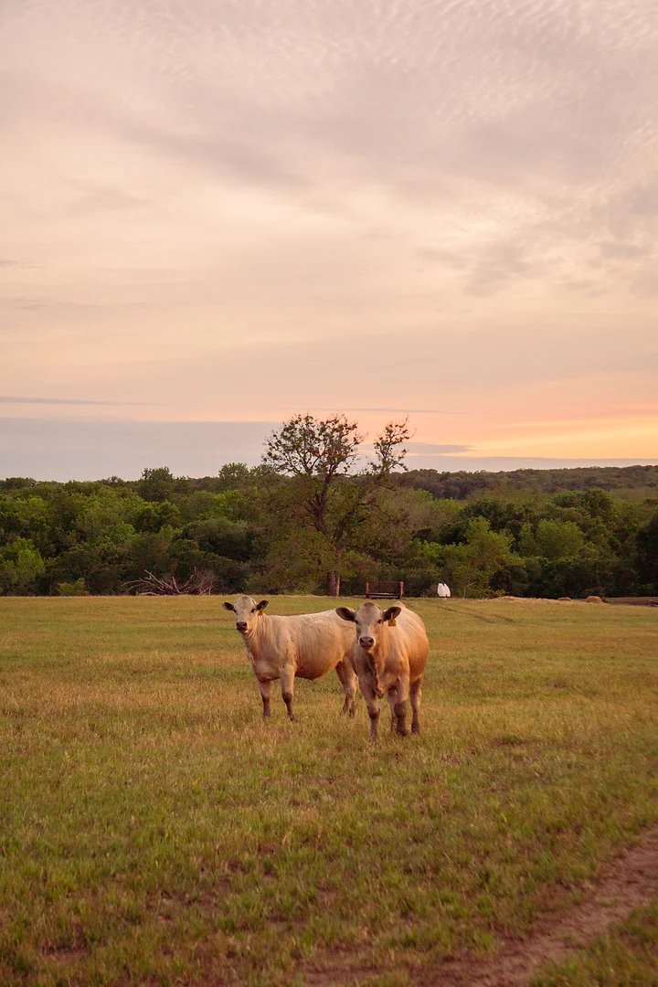 Two pale cattle looking straight at the camera in a Texas field at dusk.