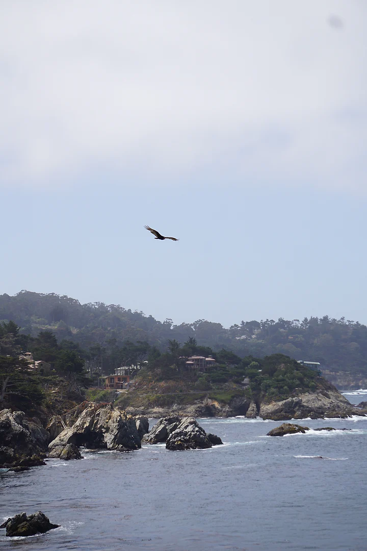 A bird circling high above a misty stretch of rocky Pacific coastline.