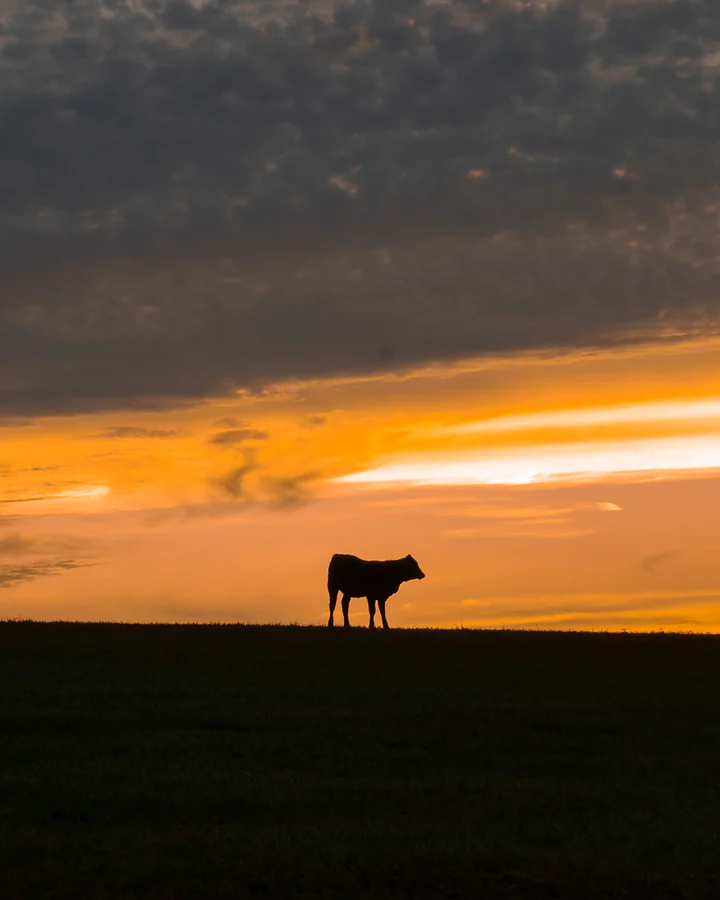 A lone cow silhouetted on a ridge against a burning orange sunset.
