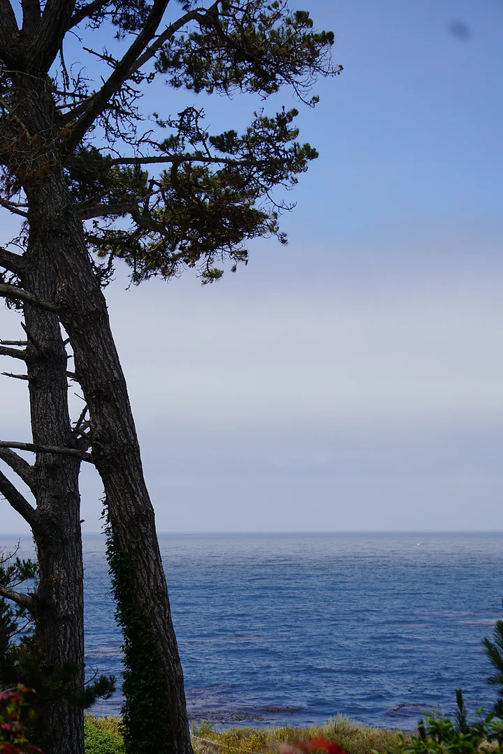 A wind-shaped cypress framing a view out over the open ocean.