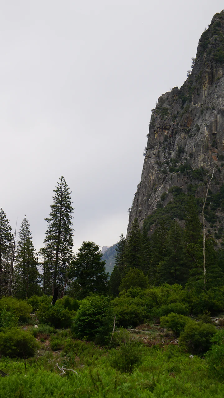 Granite cliffs rising behind a stand of pines under low cloud.
