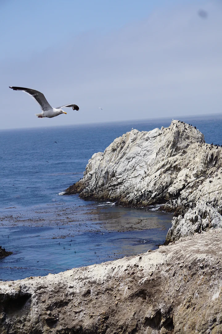 A gull banking in flight beside a sunlit white cliff face above the sea.