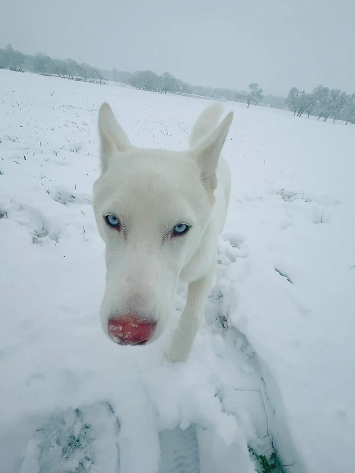 A white husky with pale blue eyes standing in falling snow.