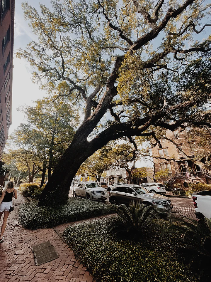 A sprawling live oak arching over a quiet town street.