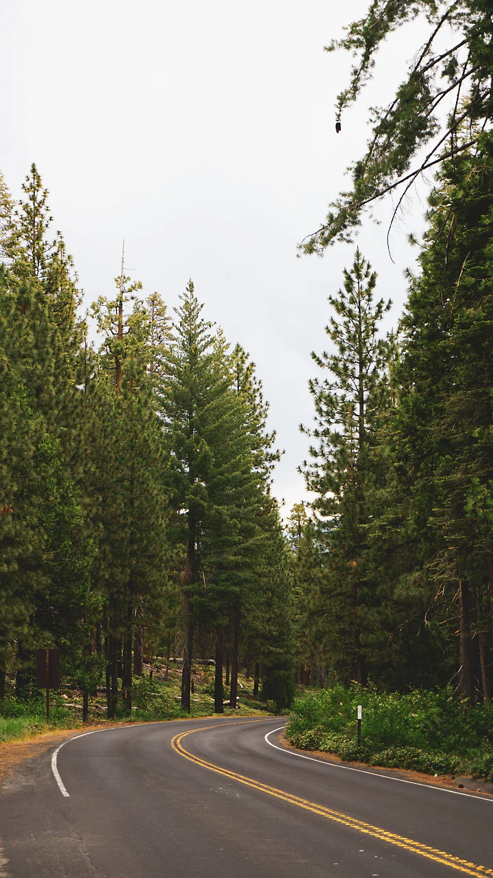 A road bending out of sight through a stand of tall pines.