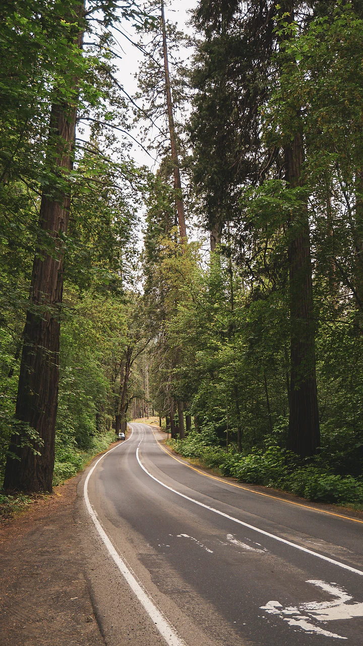 A road running straight between towering redwoods in deep green light.
