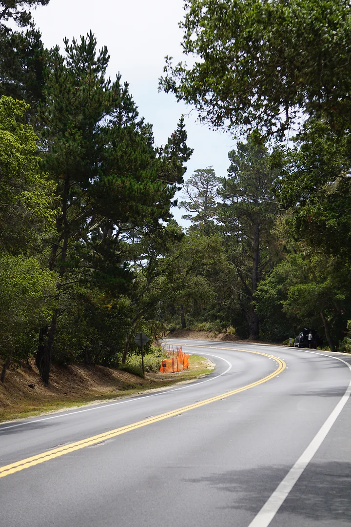 An empty road curving through tall evergreens after rain.