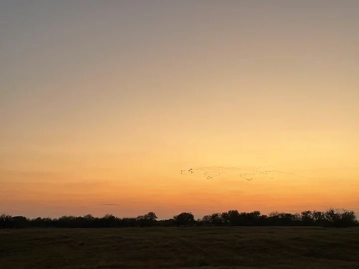 A pale amber dusk settling over a flat, open field.