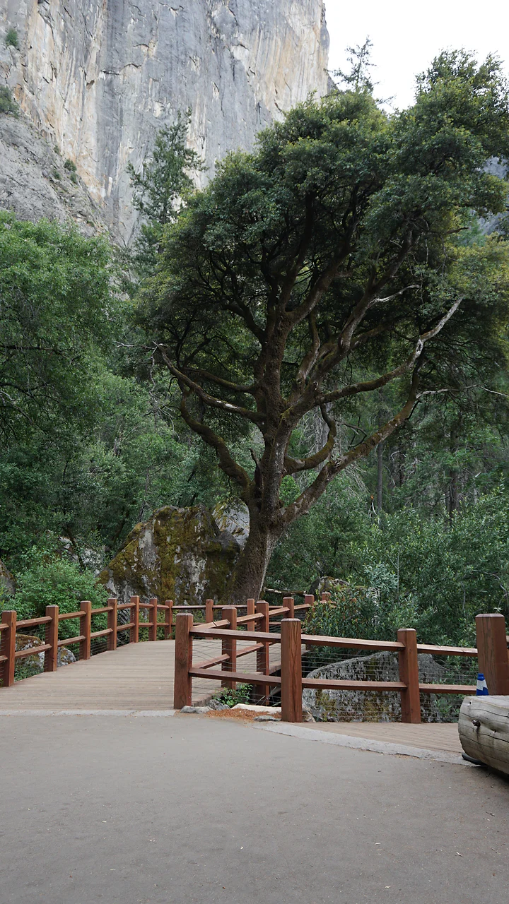 A walkway curving beneath a spreading oak toward a granite valley wall.